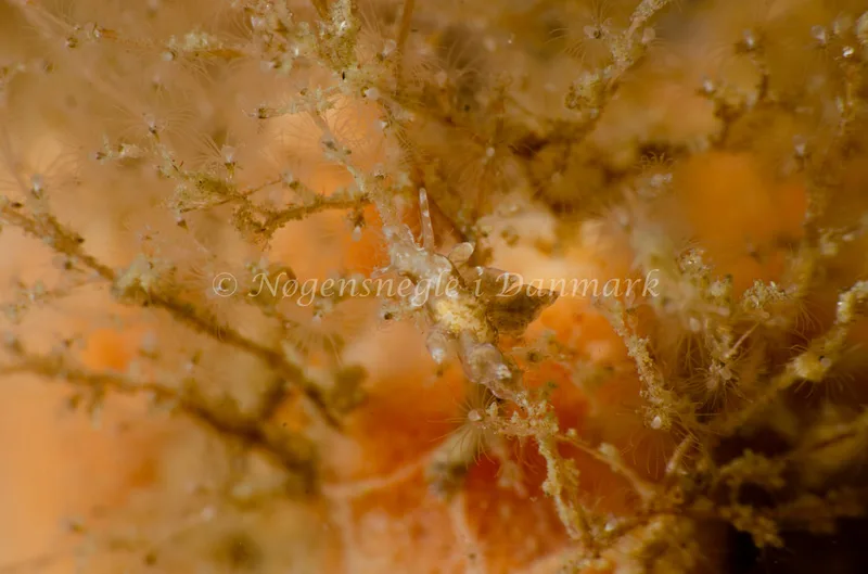 Eubranchus exiguus - Munkholmbroen - Foto: Jørn Ari