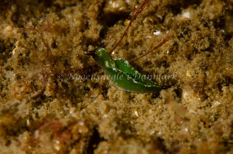 Elysia viridis (Saccoglossa) - Munkholmbroen - Foto: Jørn Ari 