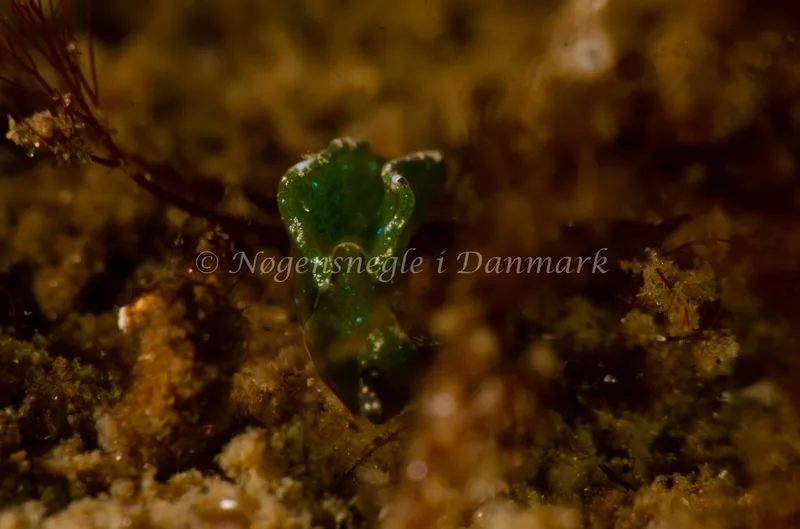 Elysia viridis (Saccoglossa) - Munkholmbroen - Foto: Jørn Ari 