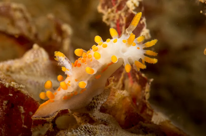 Billede af nøgensneglen Limacia clavigera