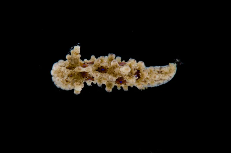 Billede af nøgensneglen Aegires punctilucens
