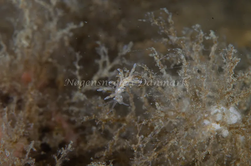 Eubranchus rupium - Munkholmbroen, Isefjord - Foto: Jørn Ari