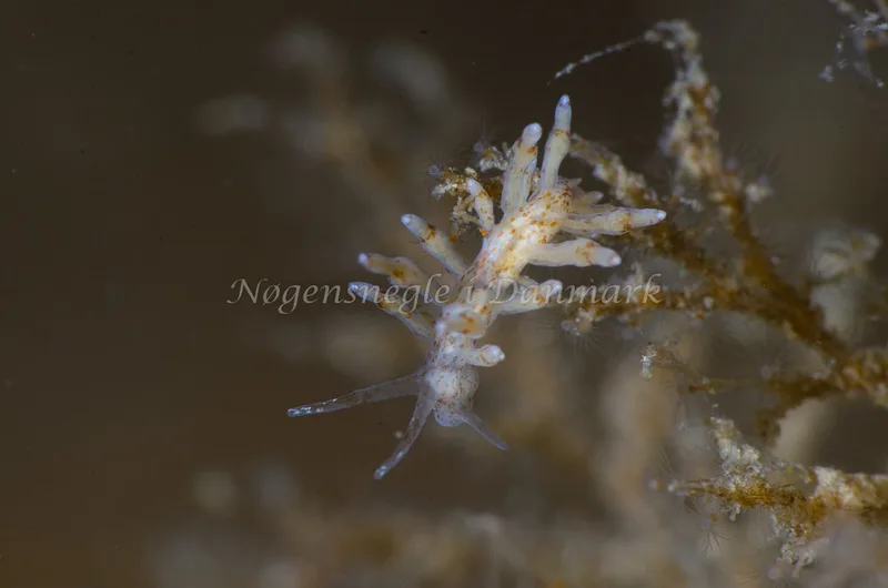 Eubranchus rupium - Munkholmbroen, Isefjord - Foto: Jørn Ari