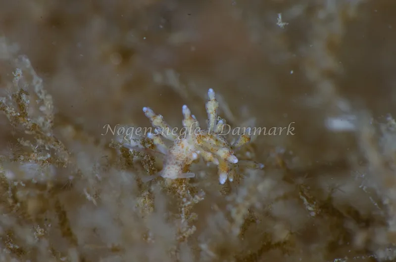 Eubranchus rupium - Munkholmbroen, Isefjord - Foto: Jørn Ari