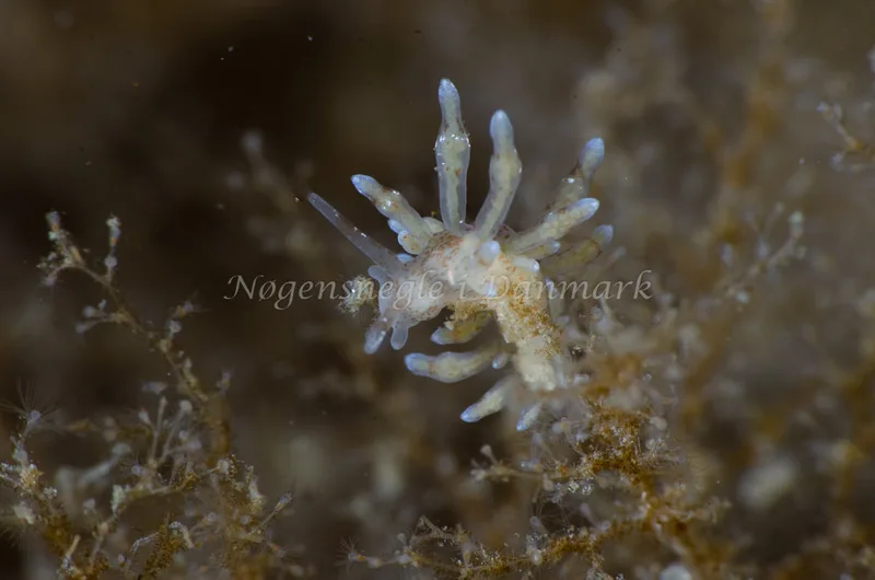 Eubranchus rupium - Munkholmbroen, Isefjord - Foto: Jørn Ari