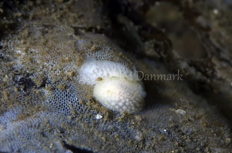 Billede af nøgensneglen Onchidoris muricata