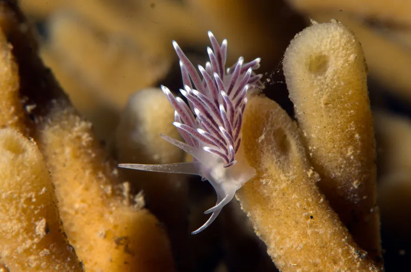 Billede af nøgensneglen Cuthonella concinna