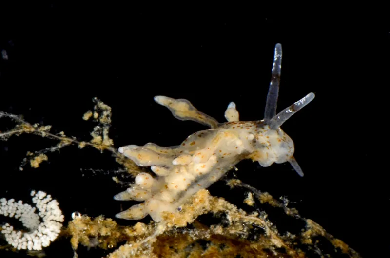 Billede af nøgensneglen Nudibranchus scintillans