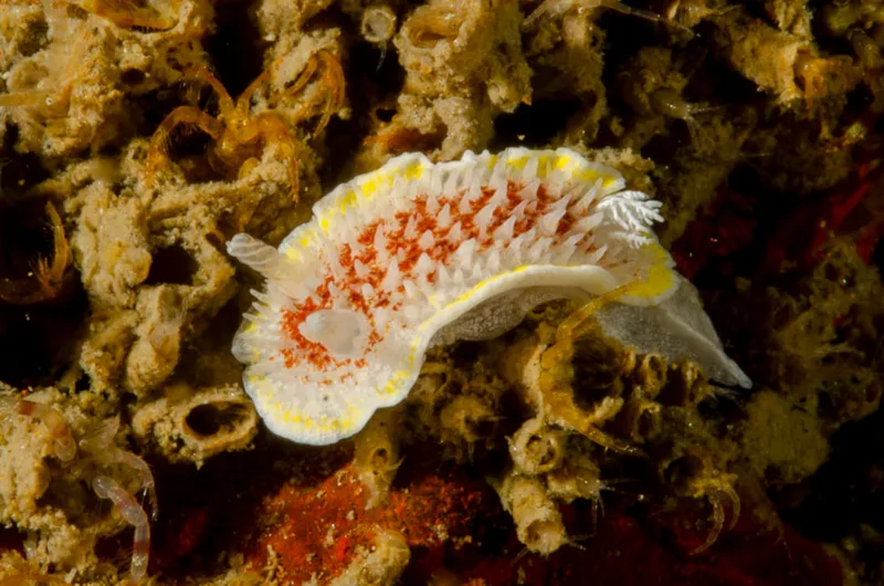 Billede af nøgensneglen Diaphorodoris luteocincta