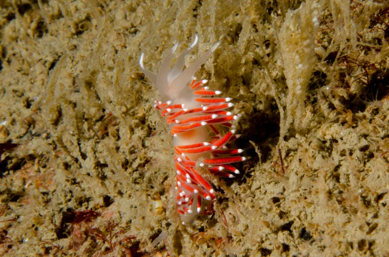 Billede af nøgensneglen Fjordia browni 