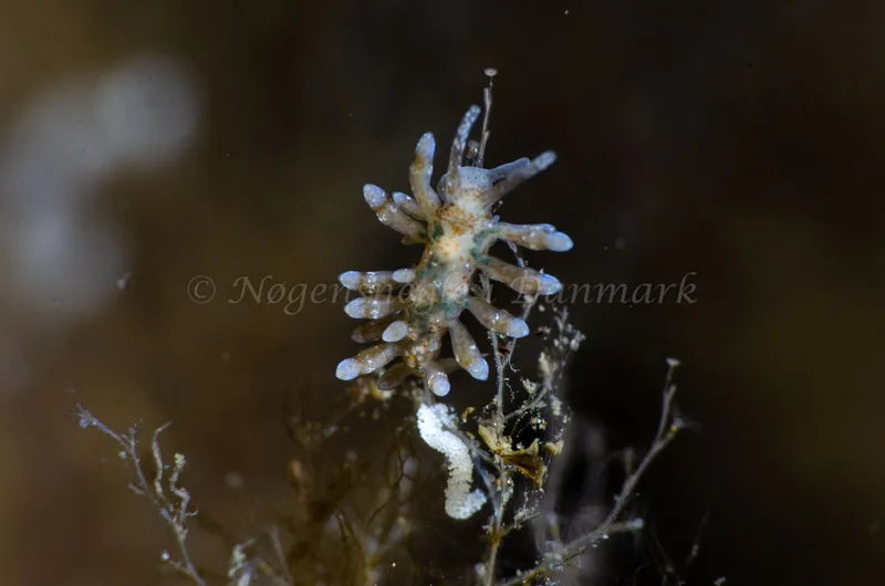 Eubranchus rupium - Munkholmbroen - Foto: Jørn Ari