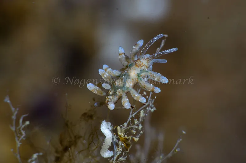 Eubranchus rupium - Munkholmbroen - Foto: Jørn Ari