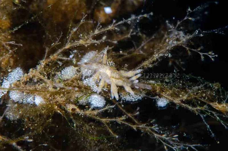 Eubranchus rupium - Munkholmbroen - Foto: Jørn Ari