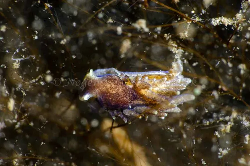 Alderia modesta (Saccoglossa) - Munkholmbroen - Foto: Jørn Ari