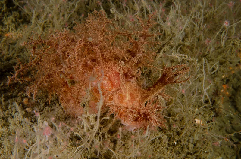 Billede af nøgensneglen Dendronotus europaeus