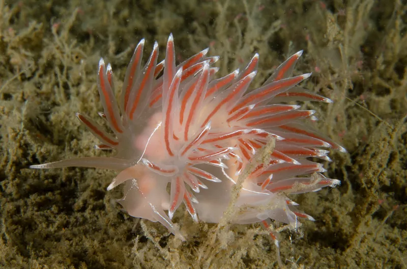 Billede af nøgensneglen Fjordia lineata