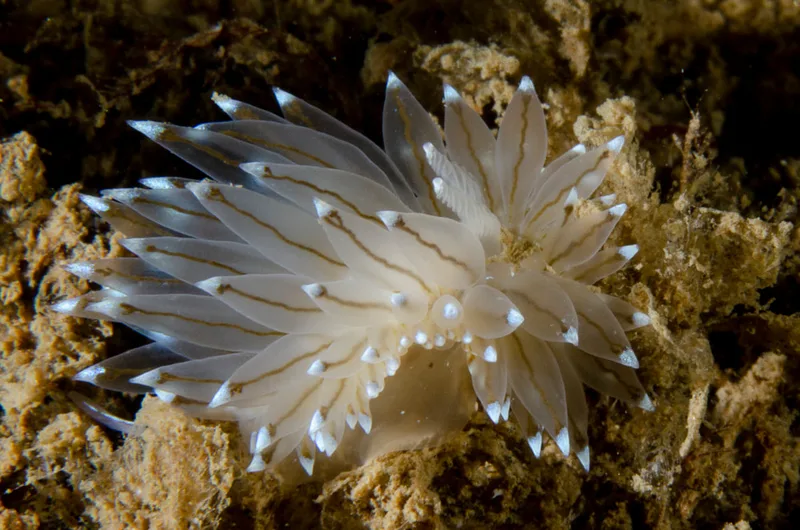 Billede af nøgensneglen Antiopella cristata