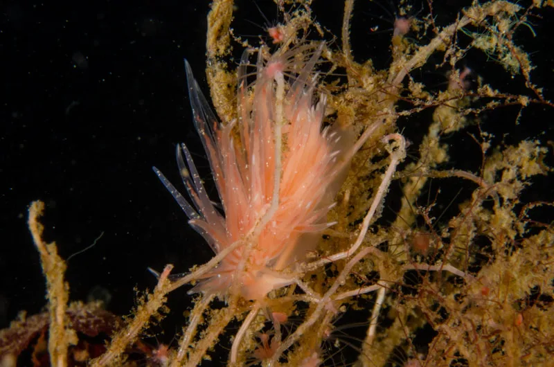 Billede af nøgensneglen Cumanotus beaumonti