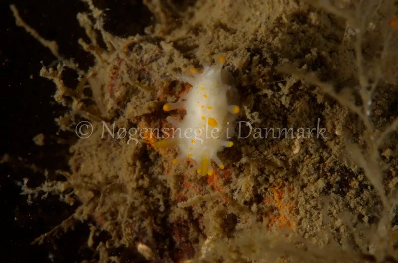 Limacia clavigera - Eisfish S/S (Vrag) - Foto: Jørn Ari