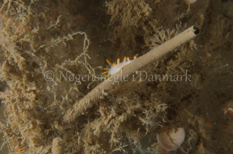 Limacia clavigera - Eisfish S/S (Vrag) - Foto: Jørn Ari