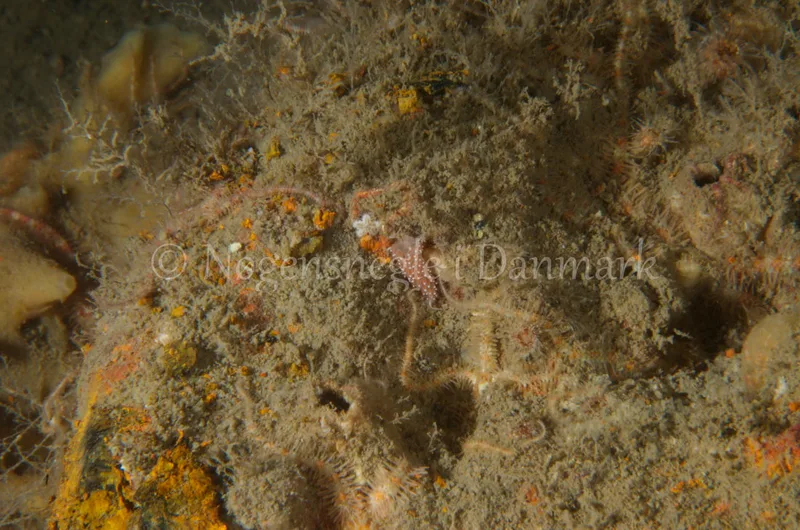 Corryphella verrucosa rufibranchialis - Eisfish S/S (Vrag) - Foto: Jørn Ari