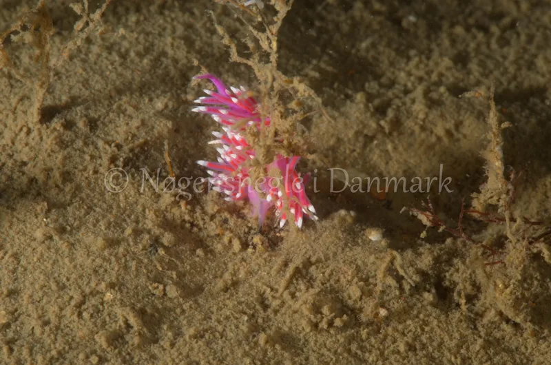 Edmundsella pedata - Mir´s Vrag - Foto: Jørn Ari