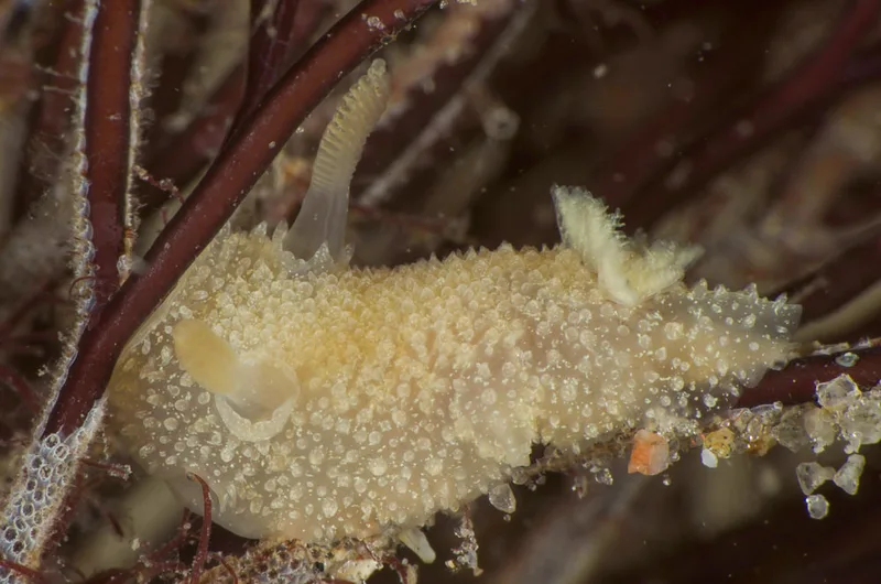 Billede af nøgensneglen Acanthodoris pilosa
