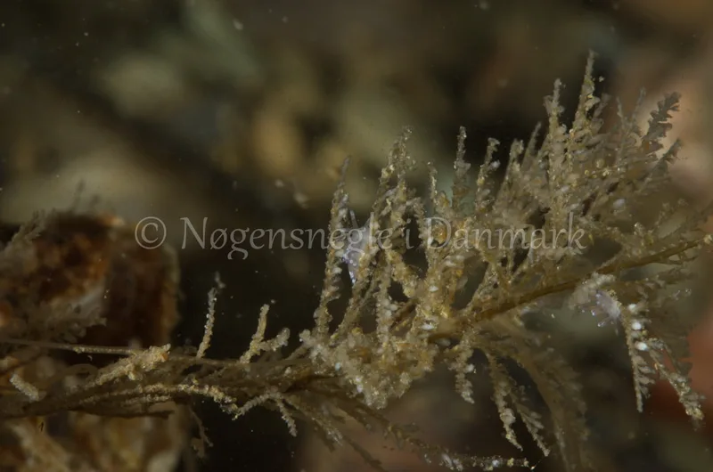 Cuthonella concinna - Ammoniakhavnen, Lillebælt - Foto: Jørn Ari