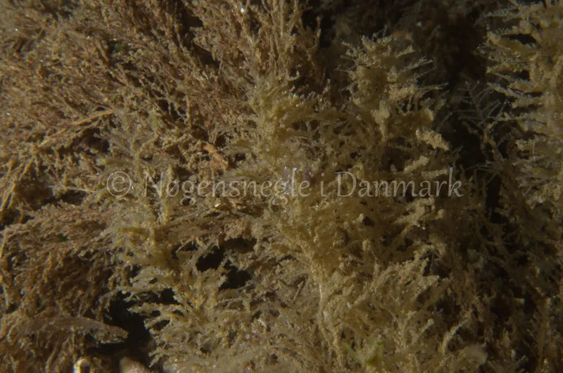 Cuthonella concinna - Ammoniakhavnen, Lillebælt - Foto: Jørn Ari