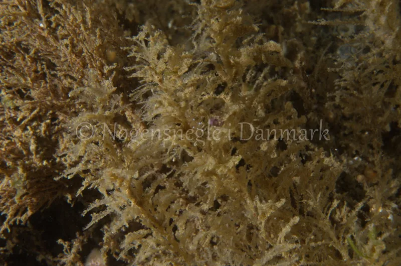 Cuthonella concinna - Ammoniakhavnen, Lillebælt - Foto: Jørn Ari