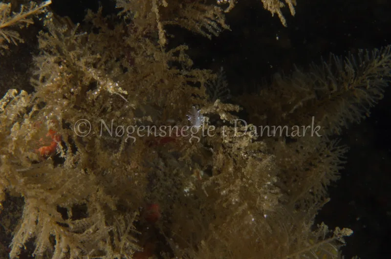 Cuthonella concinna - Ammoniakhavnen, Lillebælt - Foto: Jørn Ari