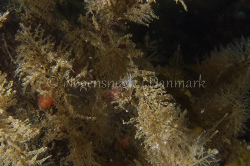 Cuthonella concinna - Ammoniakhavnen, Lillebælt - Foto: Jørn Ari