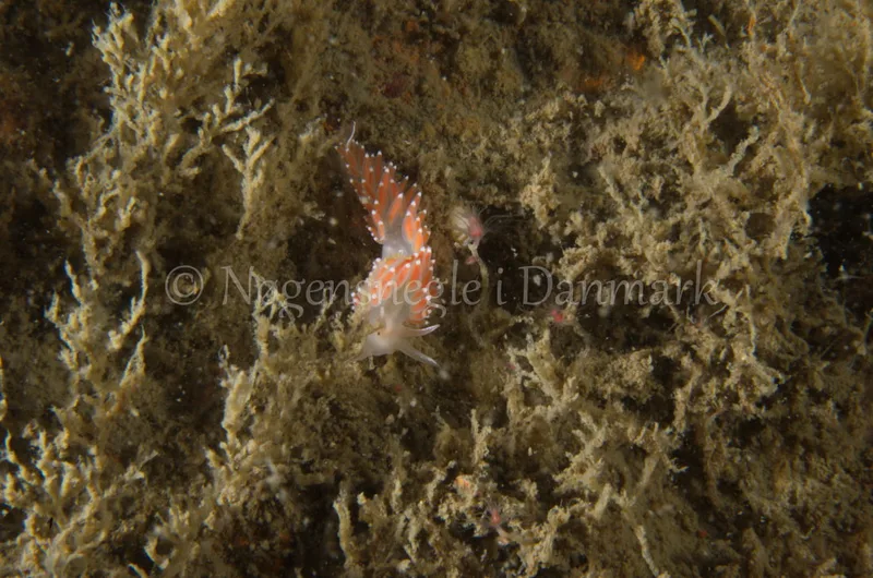 Coryphella verrucosa - Saturnus / Taifun (Vrag) - Foto: Jørn Ari