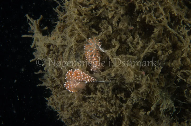 Coryphella verrucosa - Saturnus / Taifun (Vrag) - Foto: Jørn Ari