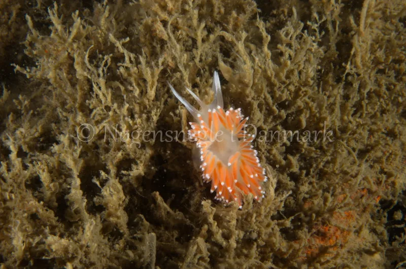 Coryphella verrucosa - Saturnus / Taifun (Vrag) - Foto: Jørn Ari