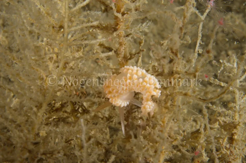 Coryphella verrucosa - Saturnus / Taifun (Vrag) - Foto: Jørn Ari