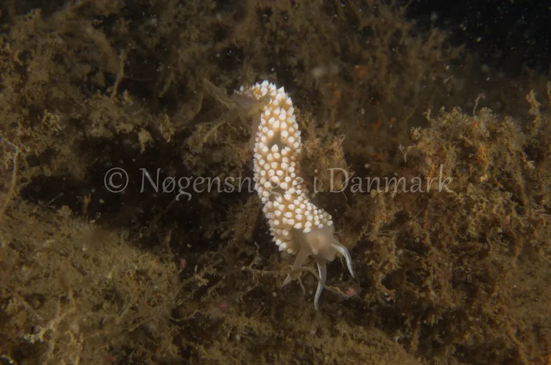 Coryphella verrucosa - Saturnus / Taifun (Vrag) - Foto: Jørn Ari