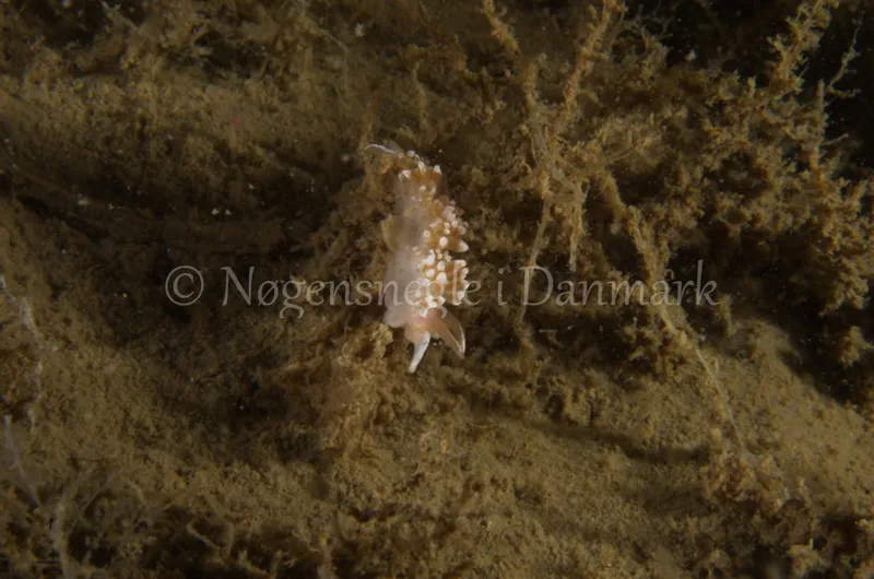 Coryphella verrucosa - Saturnus / Taifun (Vrag) - Foto: Jørn Ari