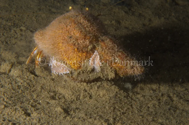 Cuthona nana - Trykkerdammen, Øresund  - Foto: Jørn Ari