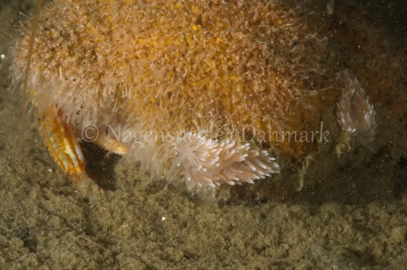Cuthona nana - Trykkerdammen, Øresund  - Foto: Jørn Ari