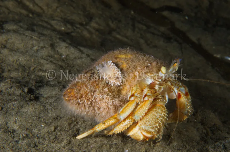 Cuthona nana - Trykkerdammen, Øresund  - Foto: Jørn Ari