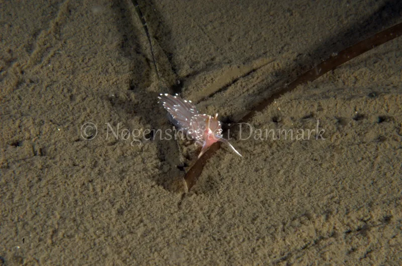 Facelina bostoniensis - Trykkerdammen - Foto: Jørn Ari