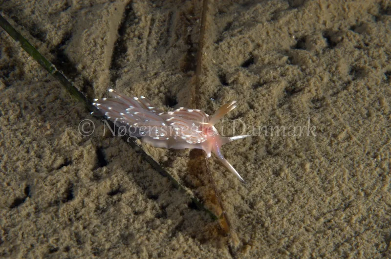 Facelina bostoniensis - Trykkerdammen - Foto: Jørn Ari