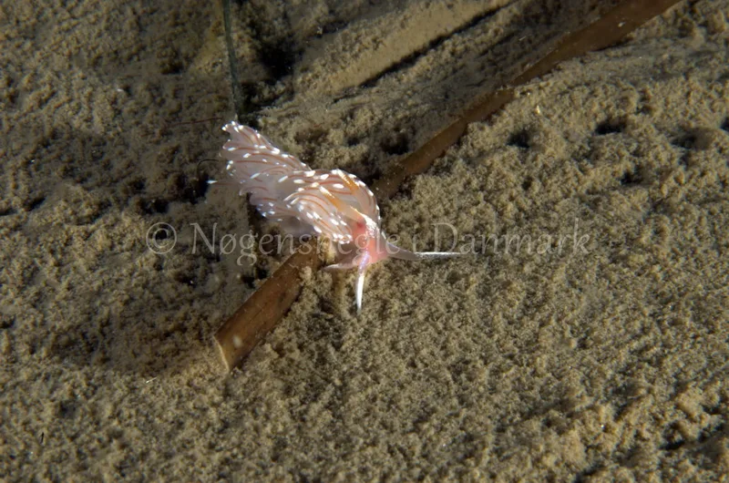 Facelina bostoniensis - Trykkerdammen - Foto: Jørn Ari