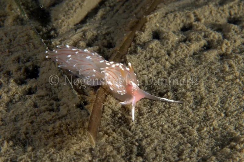 Facelina bostoniensis - Trykkerdammen - Foto: Jørn Ari