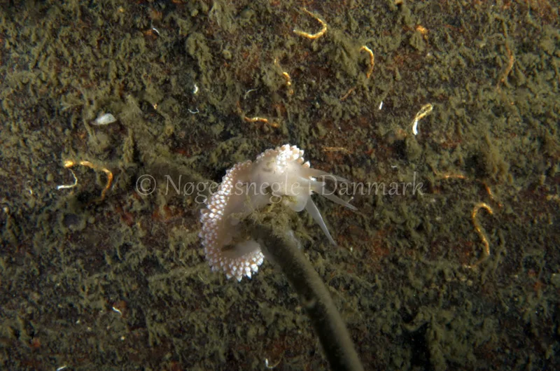 Coryphella verrucosa - Anemonevraget - Foto: Jørn Ari