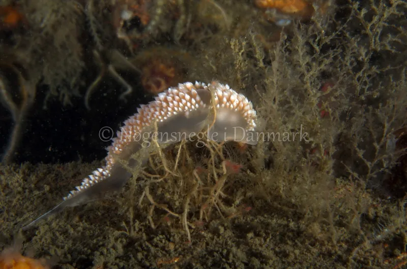 Coryphella verrucosa - Anemonevraget - Foto: Jørn Ari