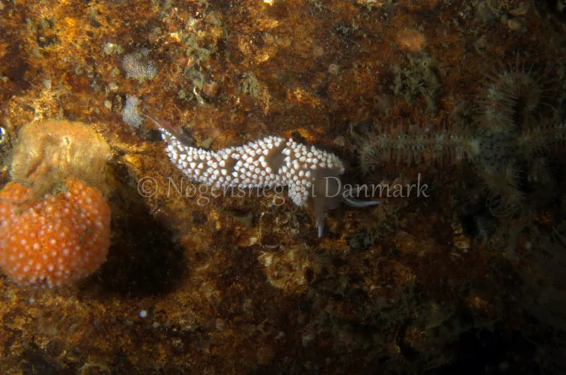 Coryphella verrucosa - Anemonevraget - Foto: Jørn Ari