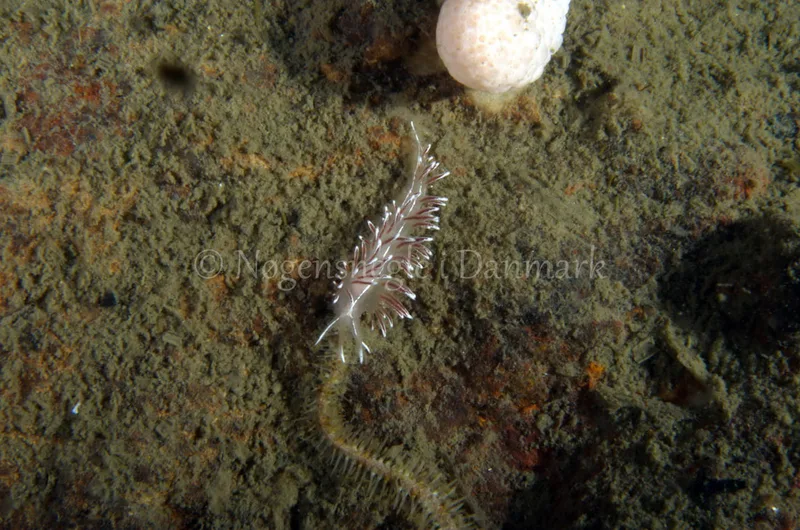 Fjordia lineata - Anemonevraget - Foto: Jørn Ari