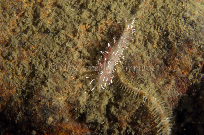 Fjordia lineata - Anemonevraget - Foto: Jørn Ari